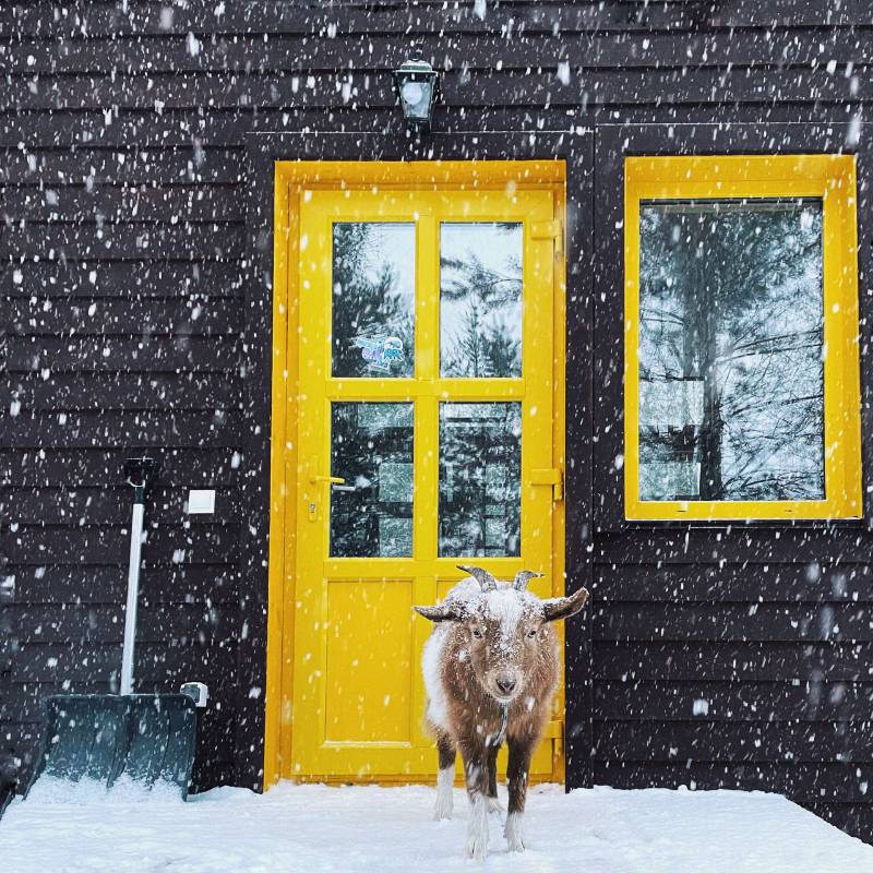 Наша коза Мишка — тоже в своем роде арендодатель — зимой скучает и даже немного в шоке от происходящего