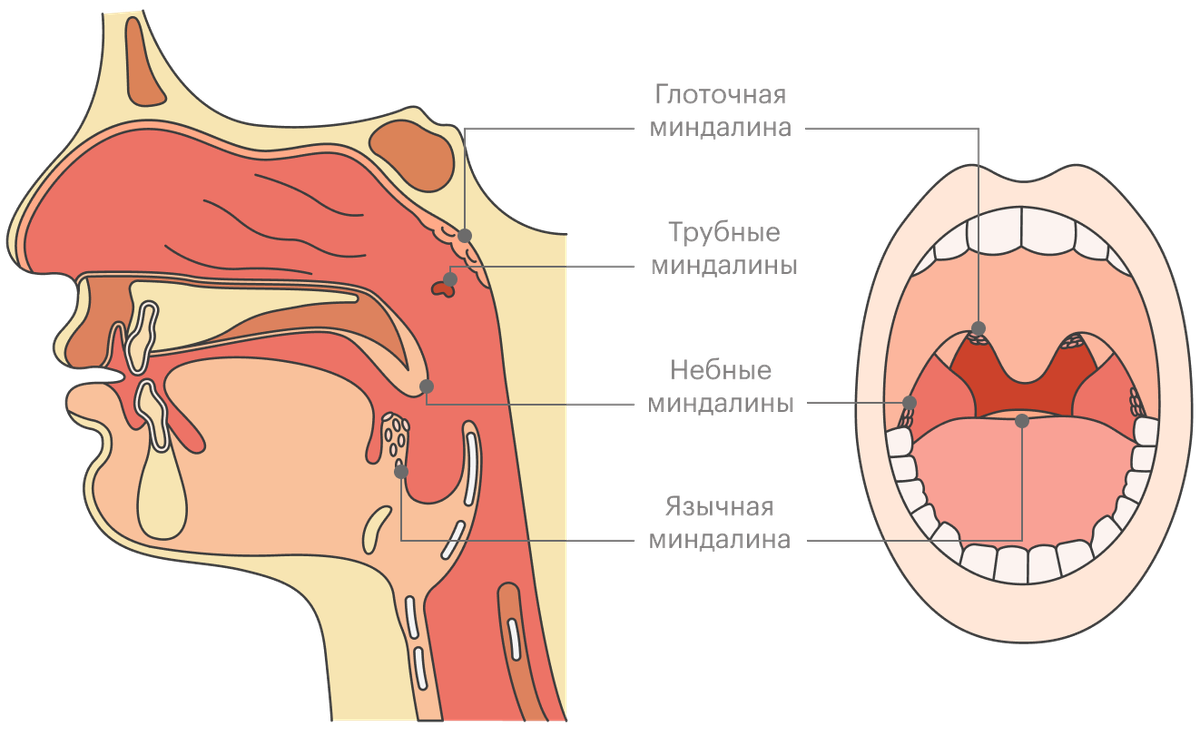Где Находятся Миндалины У Человека Фото
