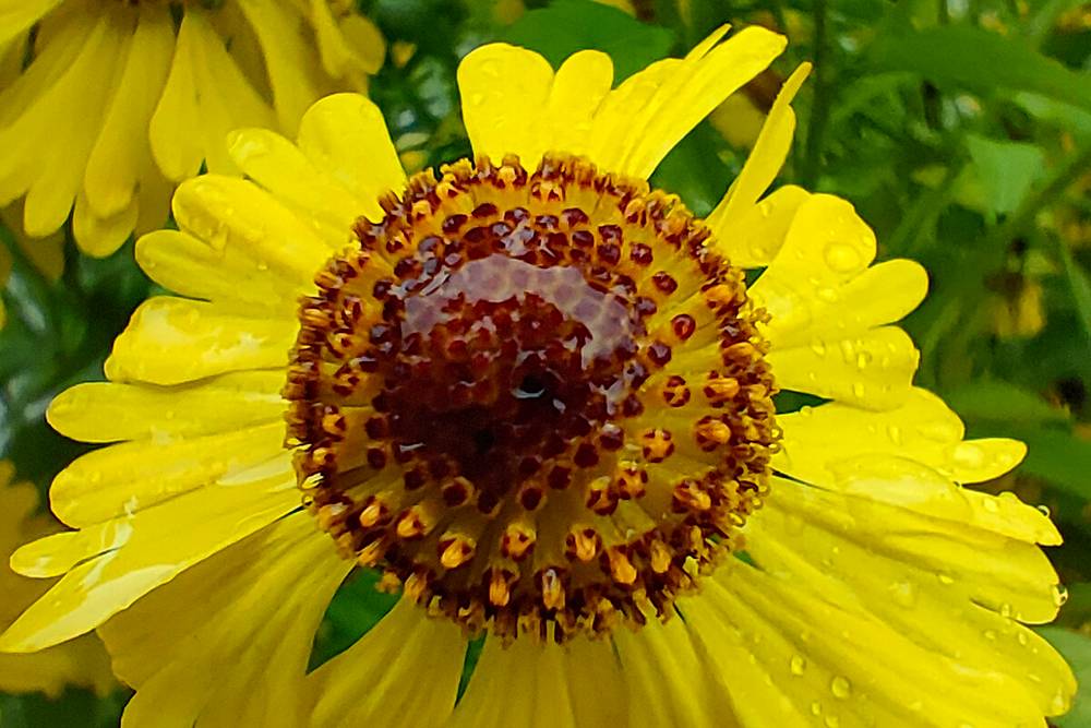 В макрорежиме с расстояния в 4—5 см можно сфотографировать цветок со всеми тычинками и лепестками