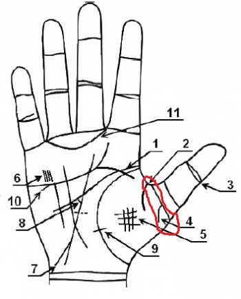 Линии Левой Руки Расшифровка Фото