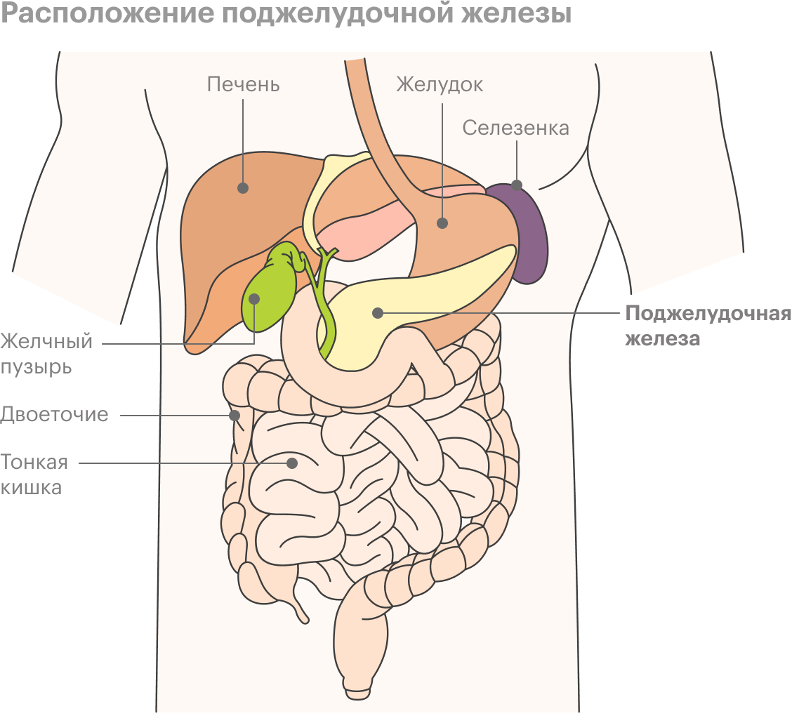 Расположение поджелудочной железы у человека картинки