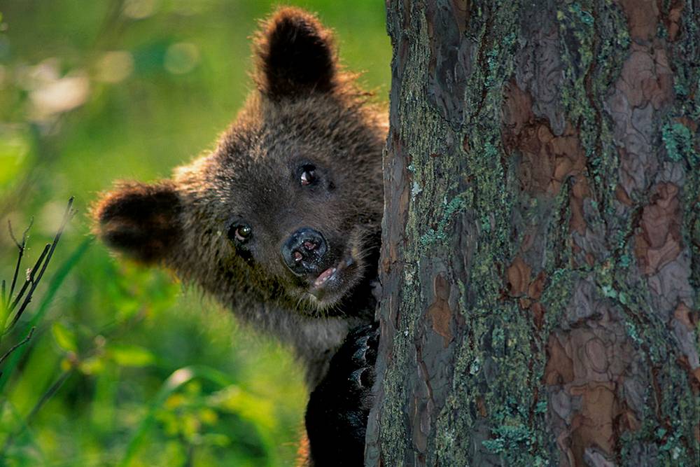 Один из бурых медвежат. Источник: Николай Шпиленок