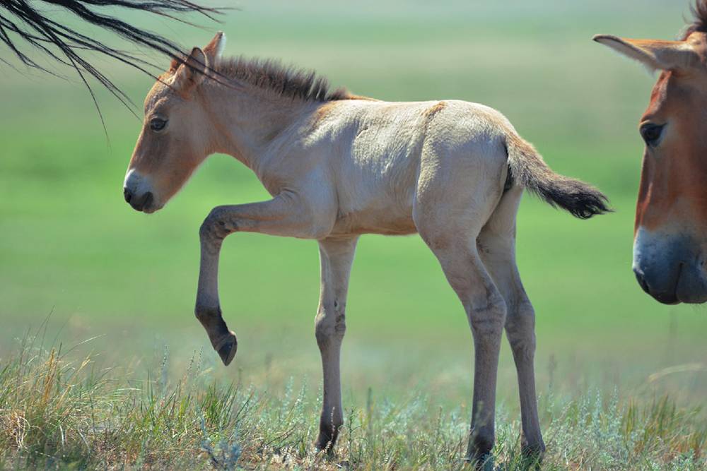 Заповедник — одно из мест, куда вернули лошадей Пржевальского. В июне родилась самая маленькая лошадь в популяции. Это 67-я лошадь Пржевальского, которая живет в Предуральской степи. Источник: Евгений Булгаков