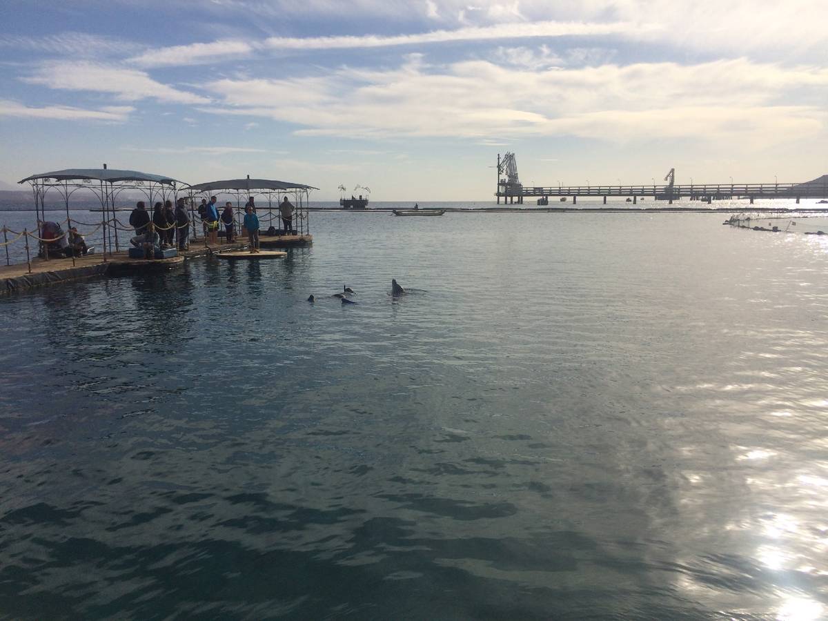Дельфиний риф и общение с дельфинами