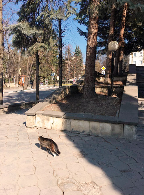 На улицах Кисловодска