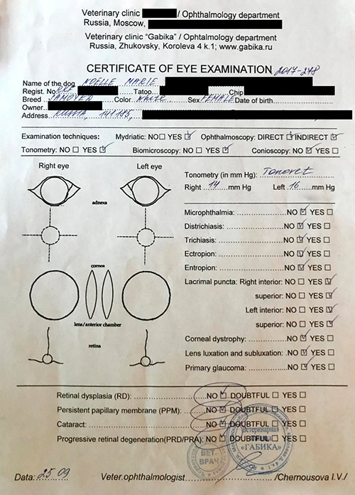 Подтверждение результатов теста на дисплазию из РКФ и международный офтальмологический сертификат. Все серьезно