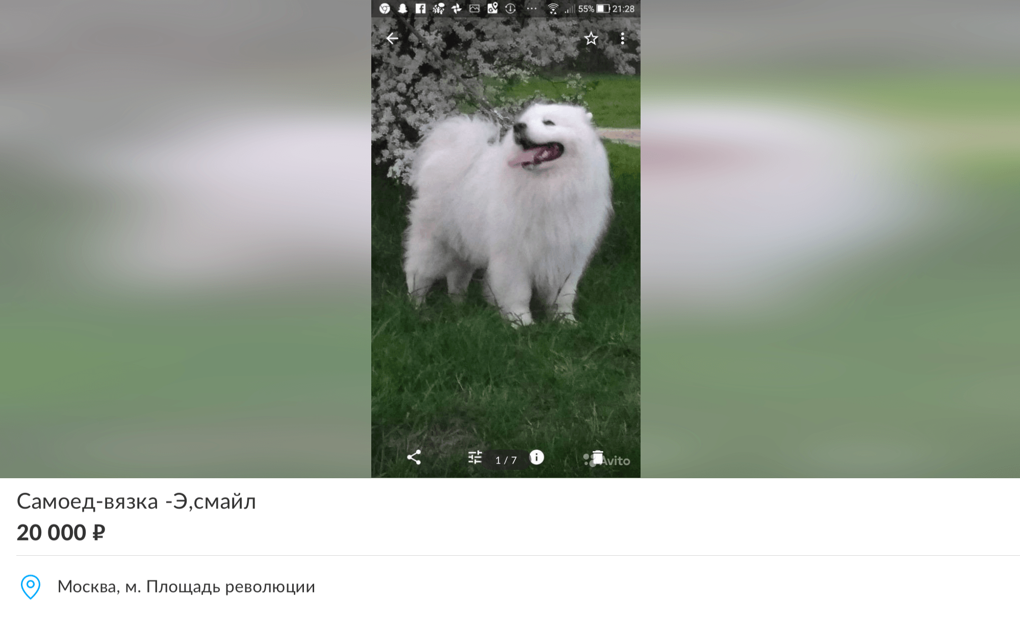 Вязка стоит 20 тысяч против наших 40. Но титулов у кобеля нет, фотографии небрежные и выглядит на них собака не очень