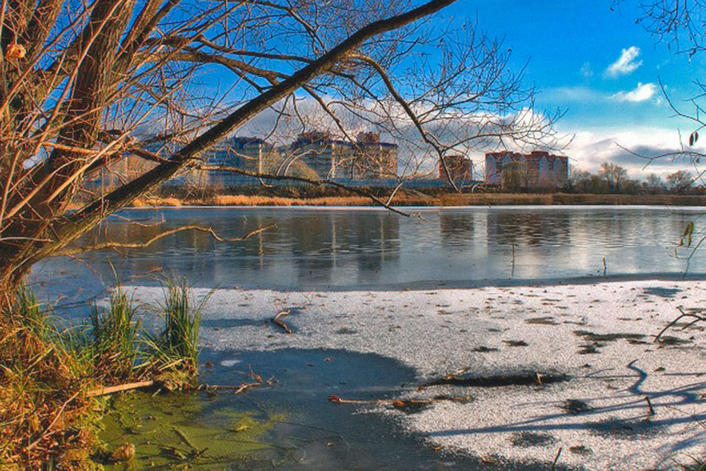 Точно такими же водорослями затянет Волгу в середине лета