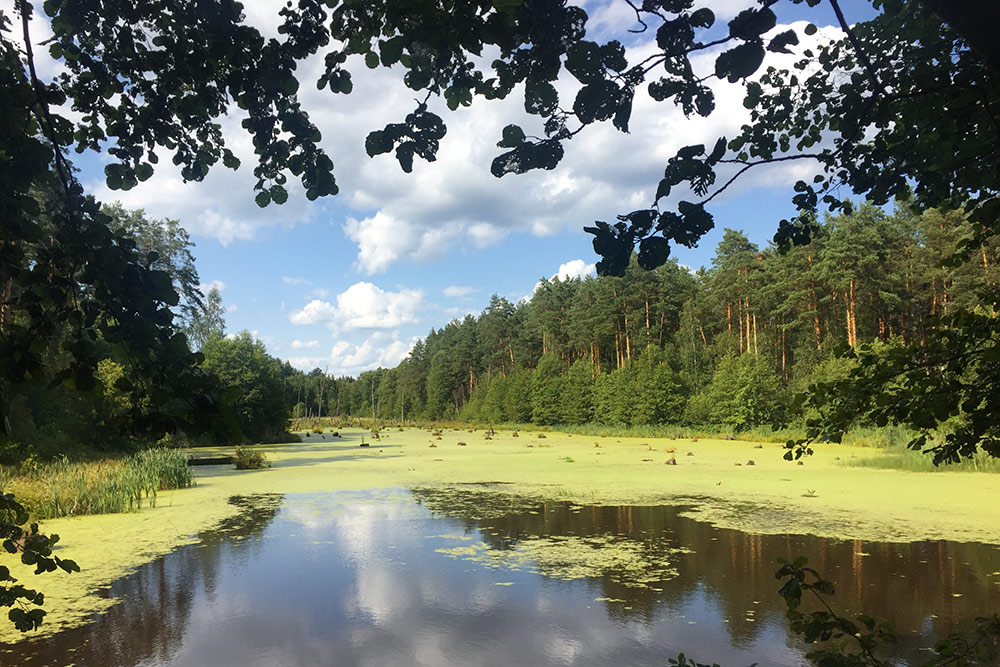 Водоемы в Полесье чуть ли не на каждом шагу
