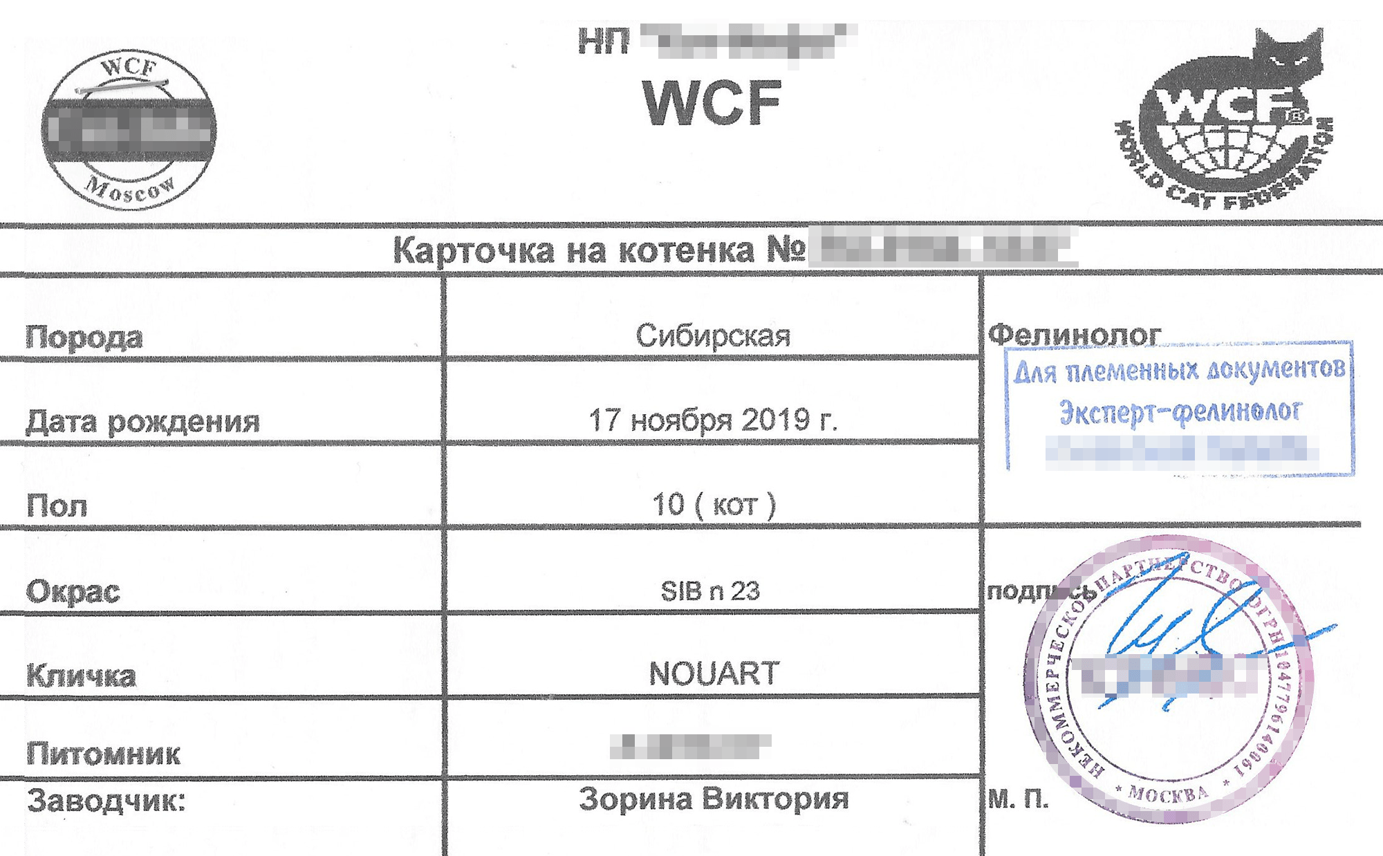 Пример метрики на котенка, в разных клубах они выглядят по-разному
