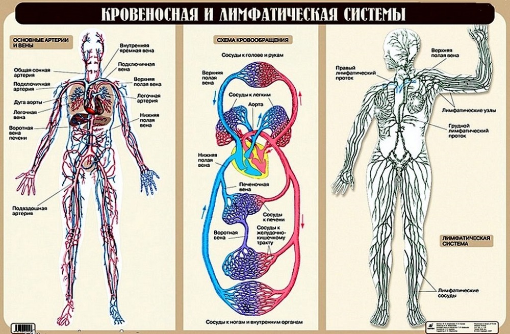 Лимфатическая система похожа на кровеносную, но речь идет о двух разных типах сосудов, которые переносят разные жидкости. Источник: uchitel.pro