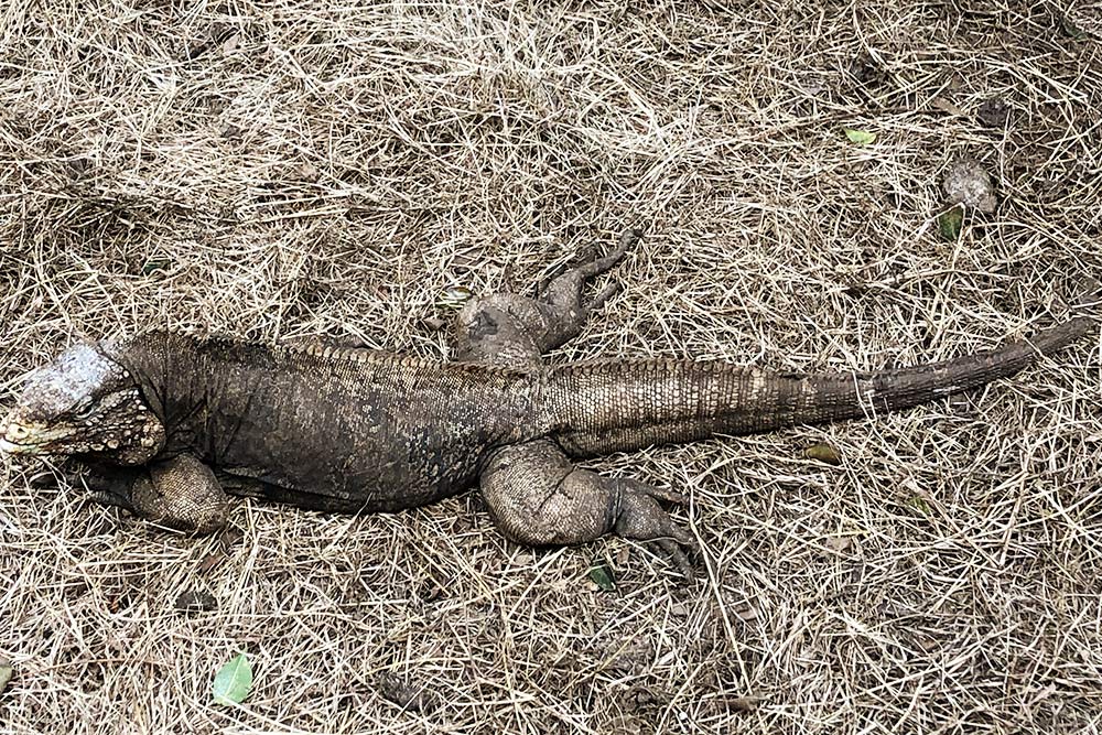 На Мартинике игуан я сфотографировать не успел: когда они пришли, я купался, а телефон с вещами лежал на берегу на другом конце пляжа. Это фото игуаны из парка дикой природы на Барбадосе. Там они содержатся в закрытом вольере, а на Мартинике у подножия форта свободно расхаживало с десяток таких вот красавцев