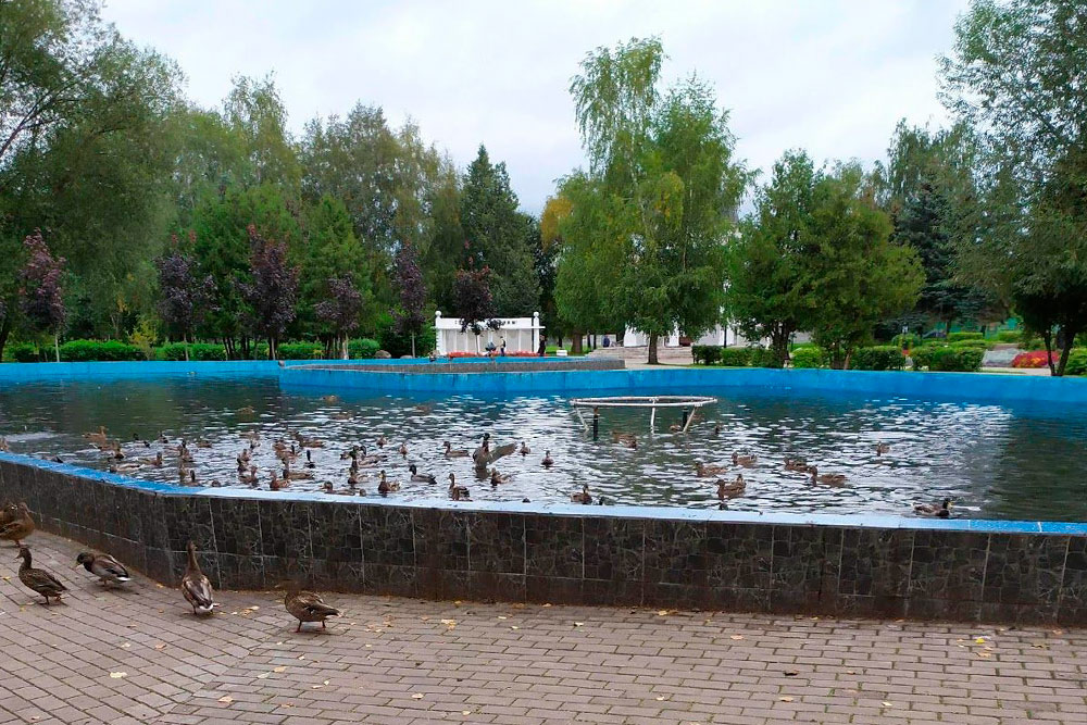 У каждого города свои «голуби», в Твери это утки. Пожалуйста, не кормите их хлебом — это вредно для птиц. Лучше купите простой овсянки