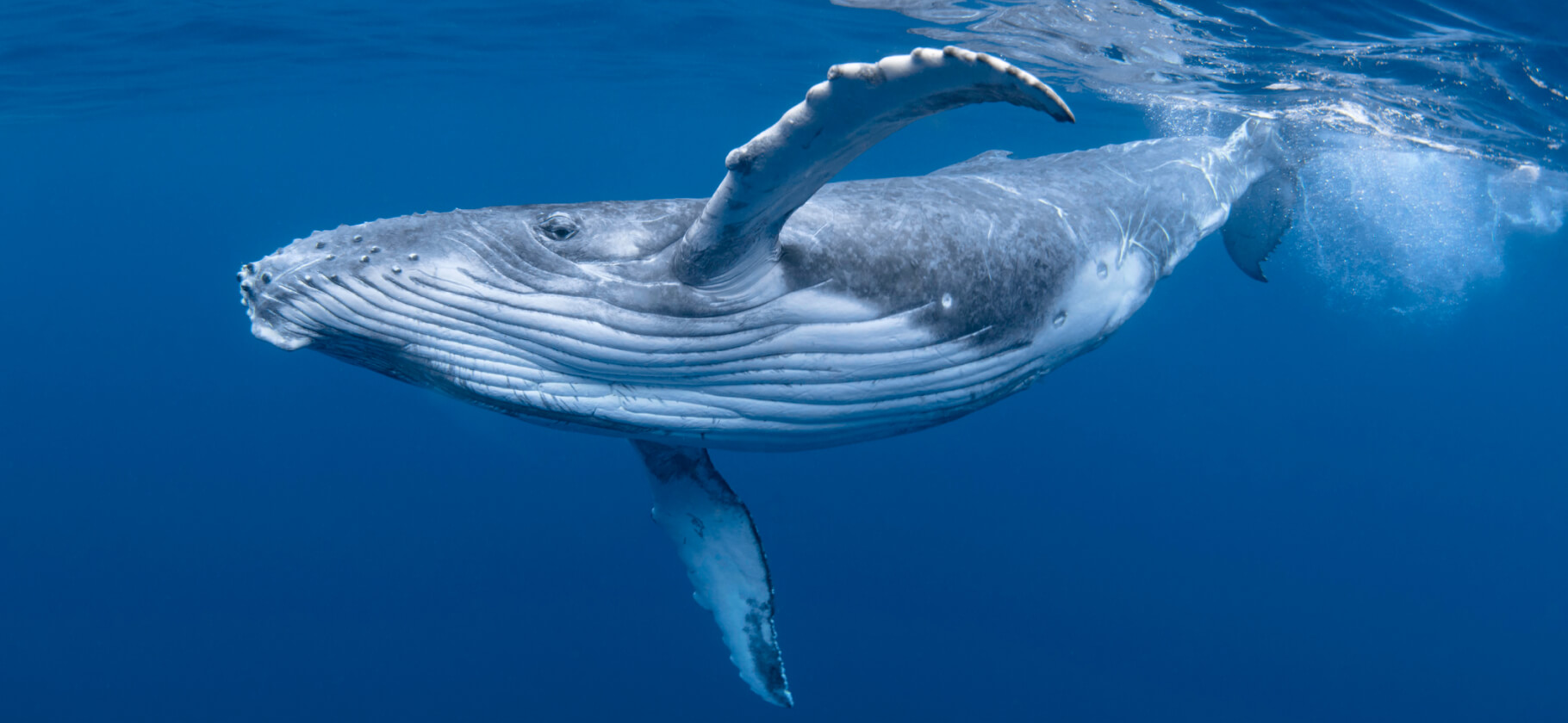 Где посмотреть на китов и косаток: 7 мест в России