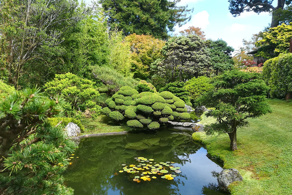 Japanese Tea Garden в Сан-Франциско. Сад небольшой, но очень красивый. Входной билет стоил 9 $
