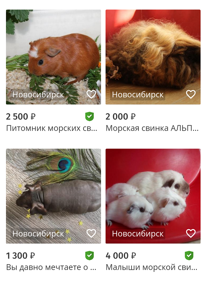 На «Юле» получится дешево купить породистых и обычных свинок. В основном их отдают из-за аллергии, переезда или детей